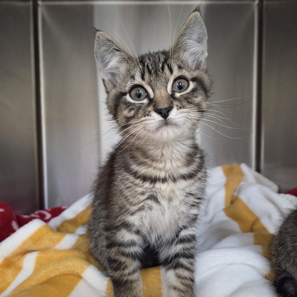 Beefcake, Adoptable, Kitten Male Domestic Medium Hair.