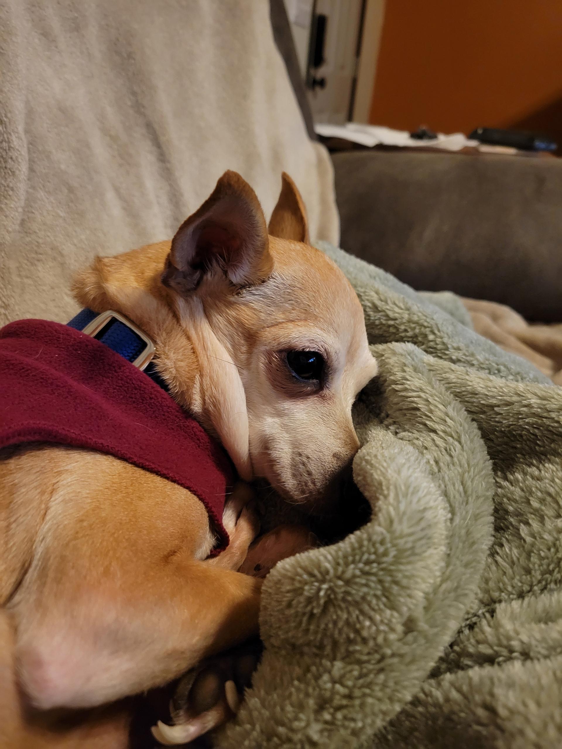 Enlarge Suzy, an adopted mixed breed in Silvana, WA image 2/3