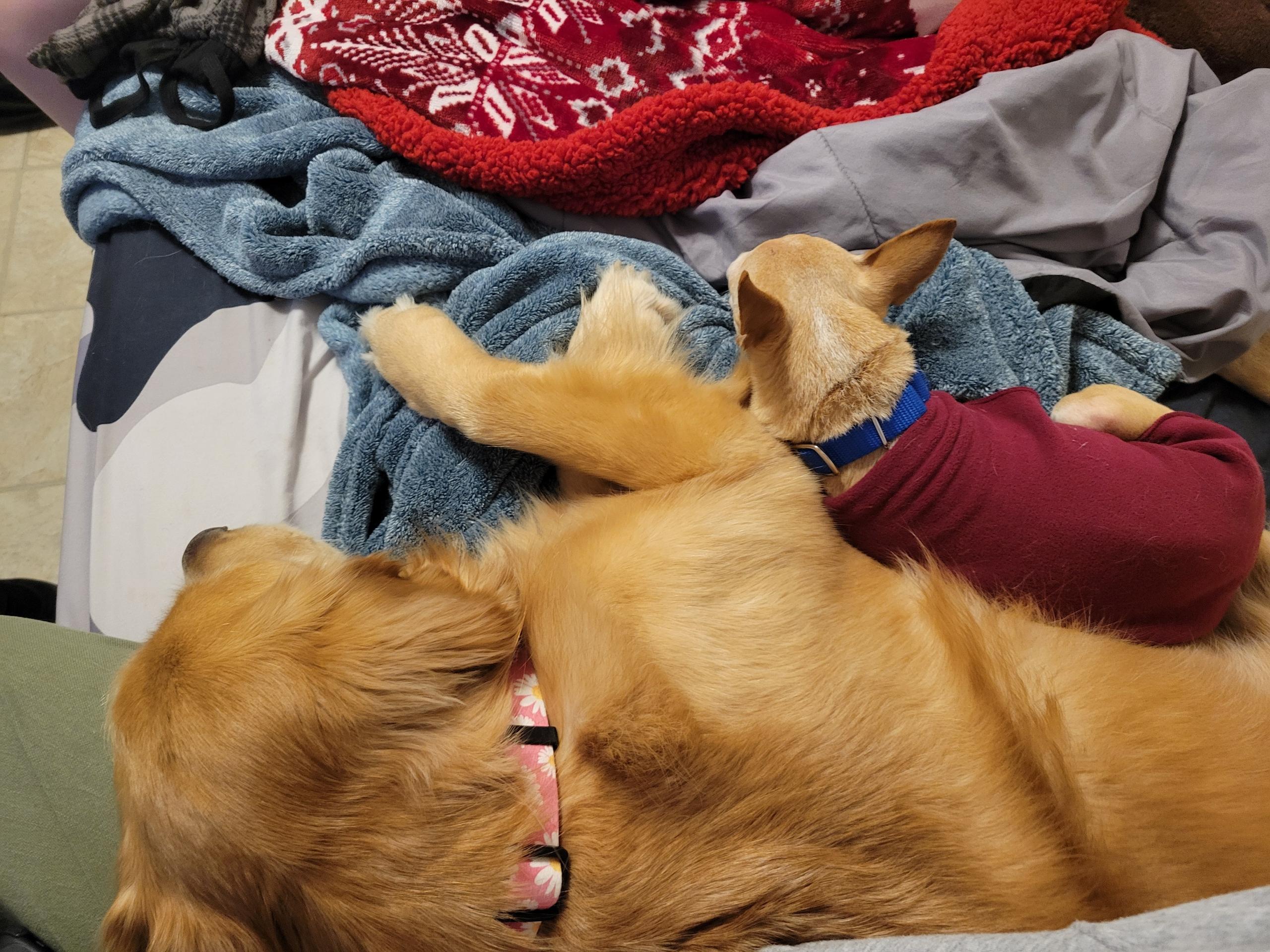 Enlarge Suzy, an adopted mixed breed in Silvana, WA image 3/3