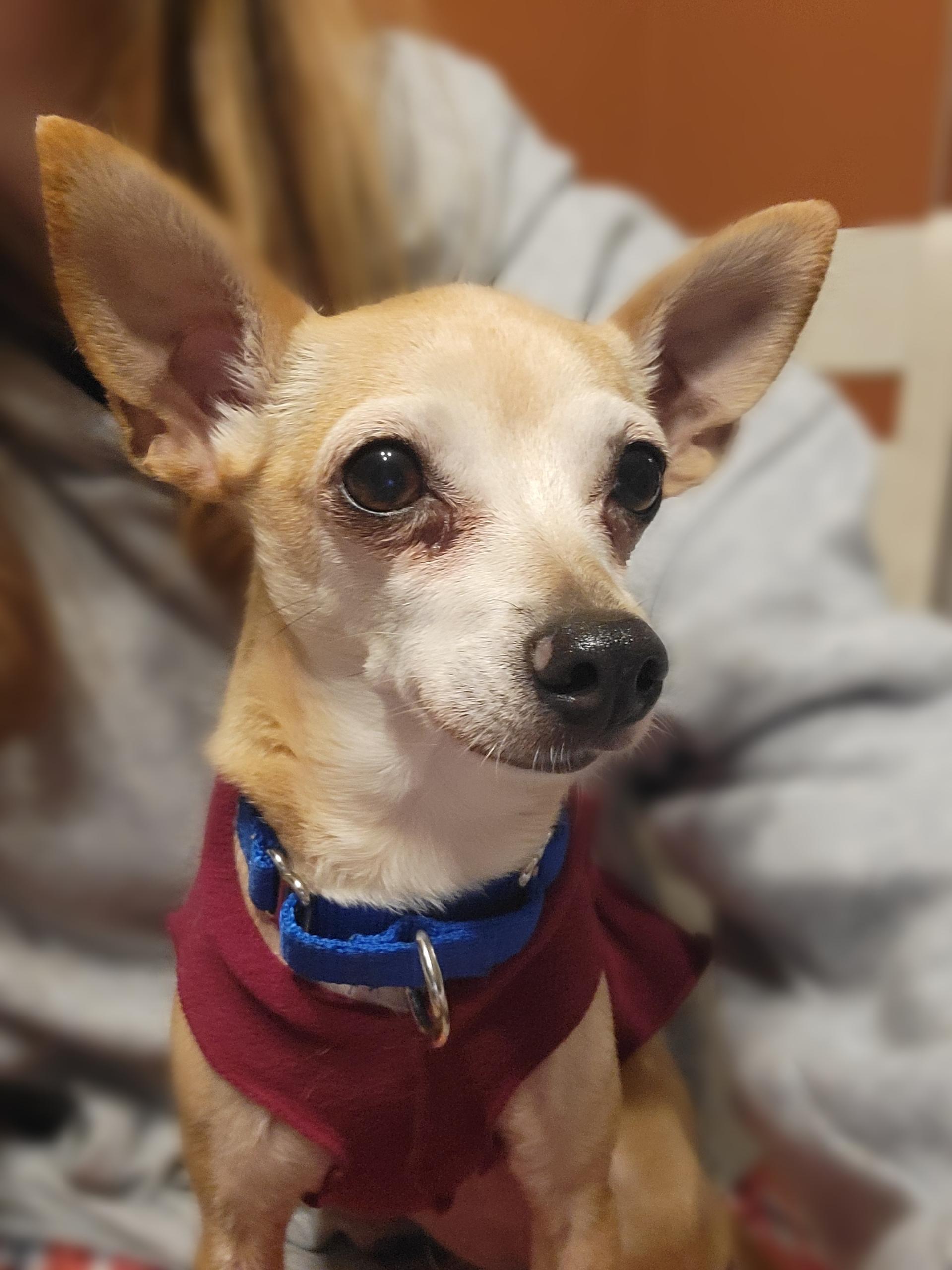 Suzy, adopted, Senior Female Chihuahua.