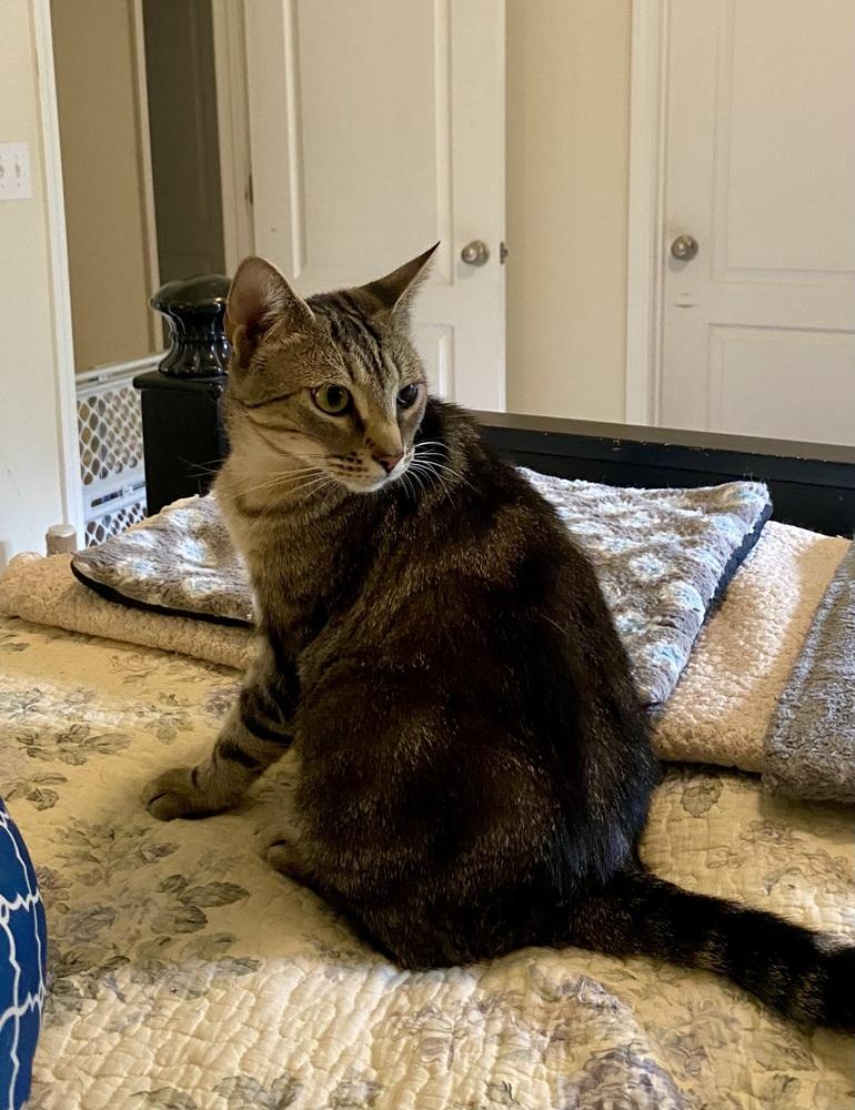 Sasha RC, Adoptable, Young Female Domestic Short Hair.