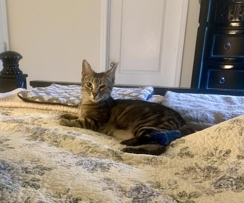 Enlarge Sasha RC, a Adoptable Domestic Short Hair in Greenville, SC image 3/6