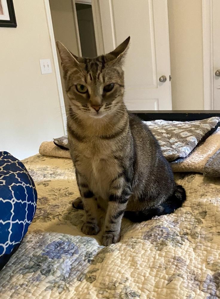 Enlarge Sasha RC, a Adoptable Domestic Short Hair in Greenville, SC image 5/6