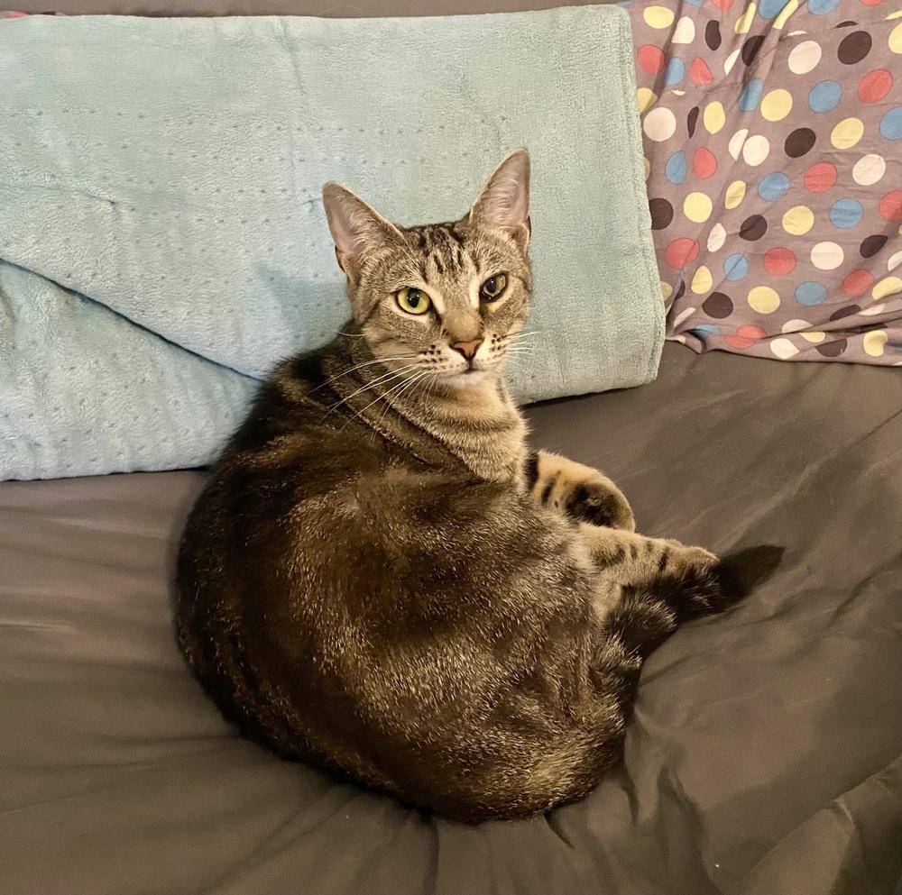 Enlarge Sasha RC, a Adoptable Domestic Short Hair in Greenville, SC image 6/6