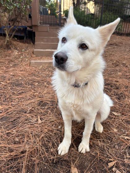 Dolly, Adoptable, Adult Female White German Shepherd & Mixed Breed.