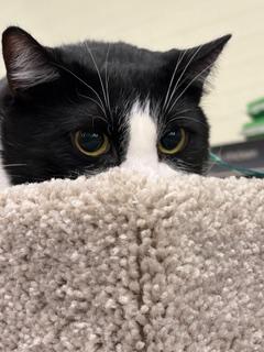 Enlarge Atticus Finch, a Adoptable Domestic Short Hair in Salt Lake City, UT image 5/6