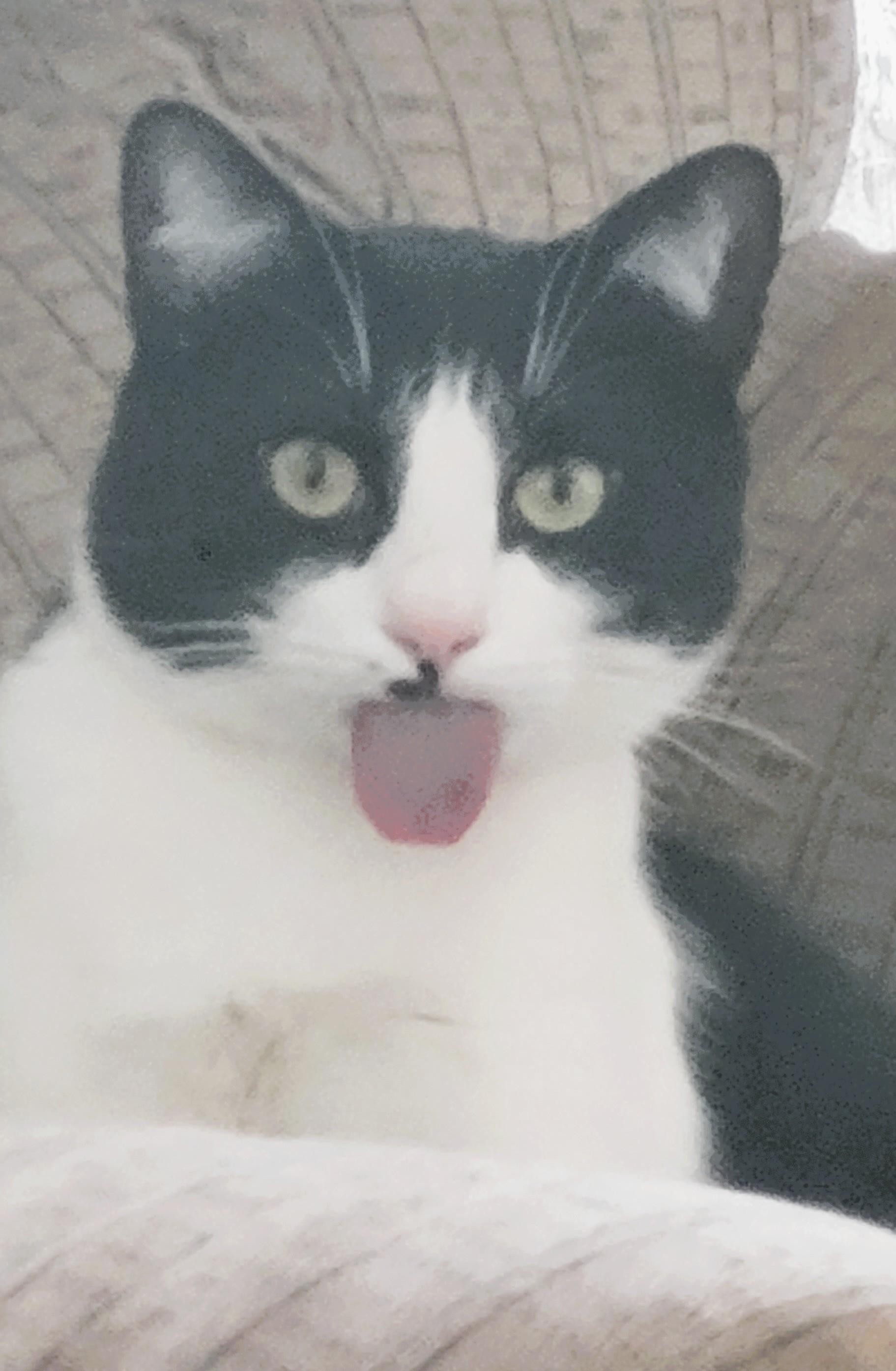 Enlarge Atticus Finch, a Adoptable Domestic Short Hair in Salt Lake City, UT image 3/6