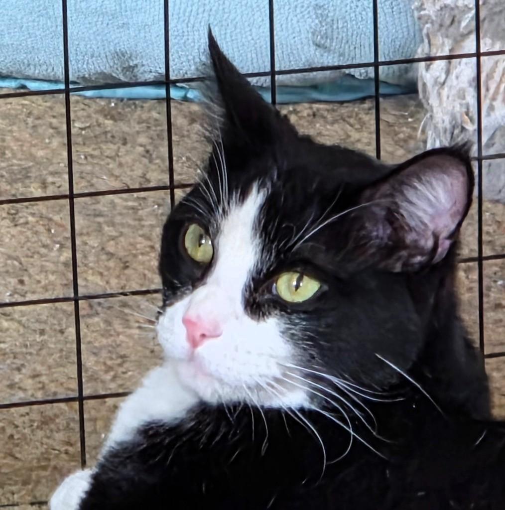Enlarge Atticus Finch, a Adoptable Domestic Short Hair in Salt Lake City, UT image 2/6