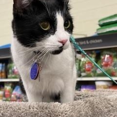 Enlarge Atticus Finch, a Adoptable Domestic Short Hair in Salt Lake City, UT image 4/6