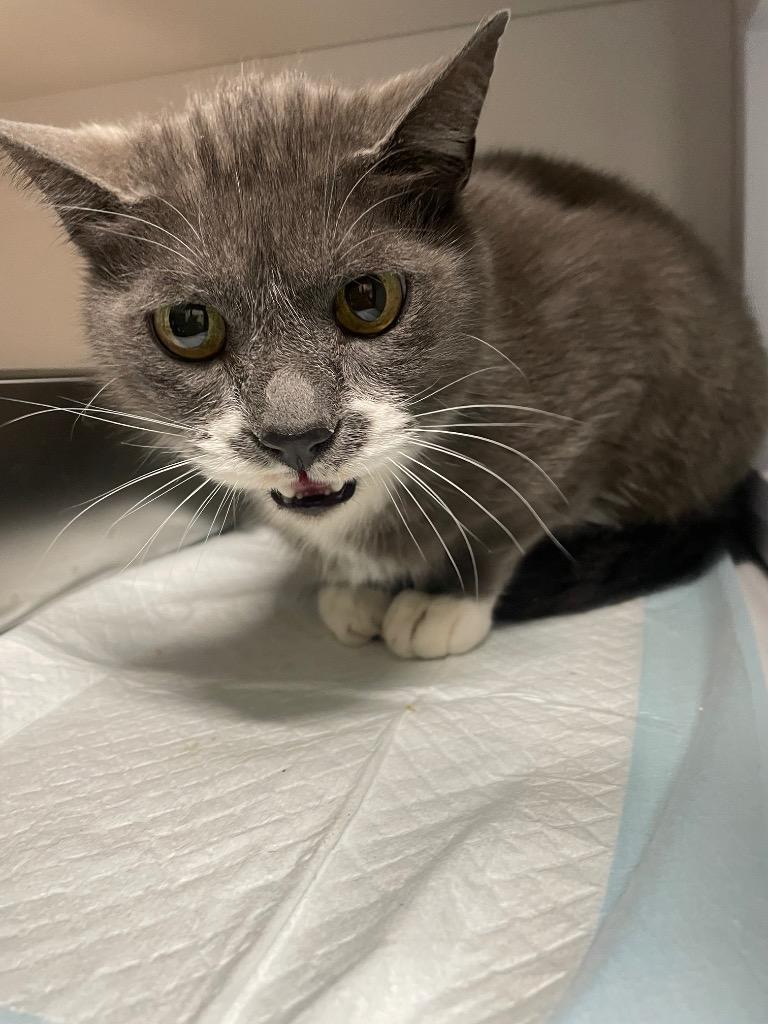 Smirnoff, Adoptable, Adult Male Domestic Short Hair.