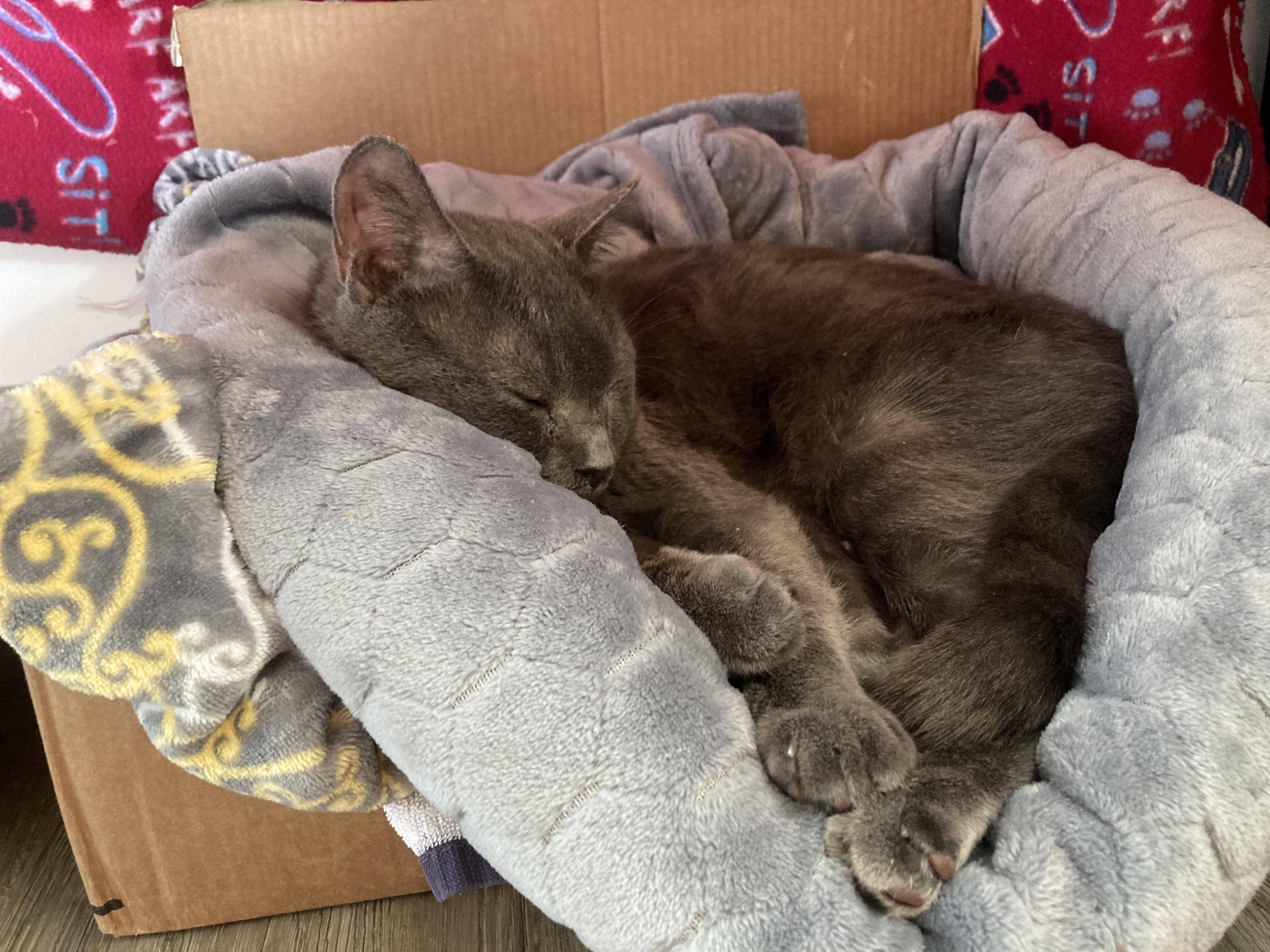 Enlarge Magnus- the best boy!, a ADOPTABLE Domestic Short Hair in Manchester, NH image 2/6