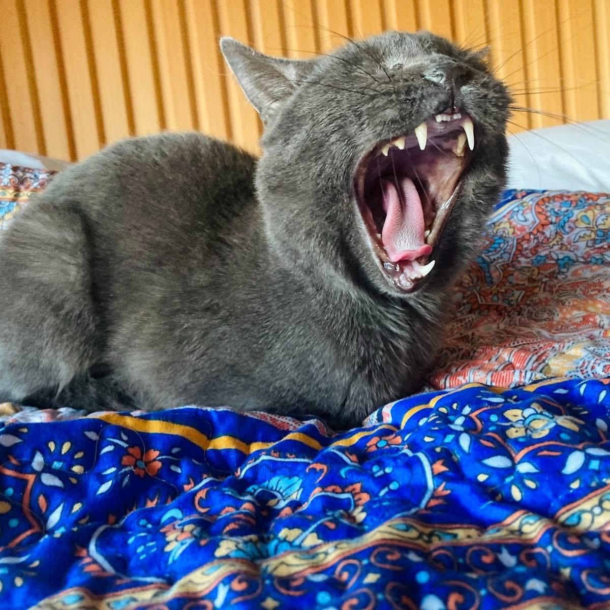 Enlarge Magnus- the best boy!, a ADOPTABLE Domestic Short Hair in Manchester, NH image 3/6