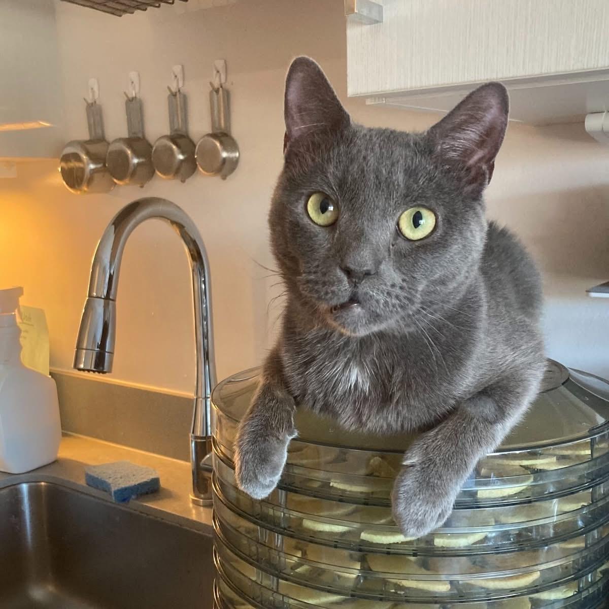 Enlarge Magnus- the best boy!, a ADOPTABLE Domestic Short Hair in Manchester, NH image 5/6