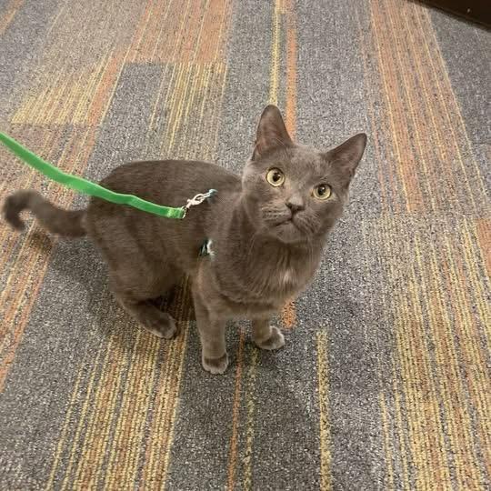 Enlarge Magnus- the best boy!, a ADOPTABLE Domestic Short Hair in Manchester, NH image 6/6