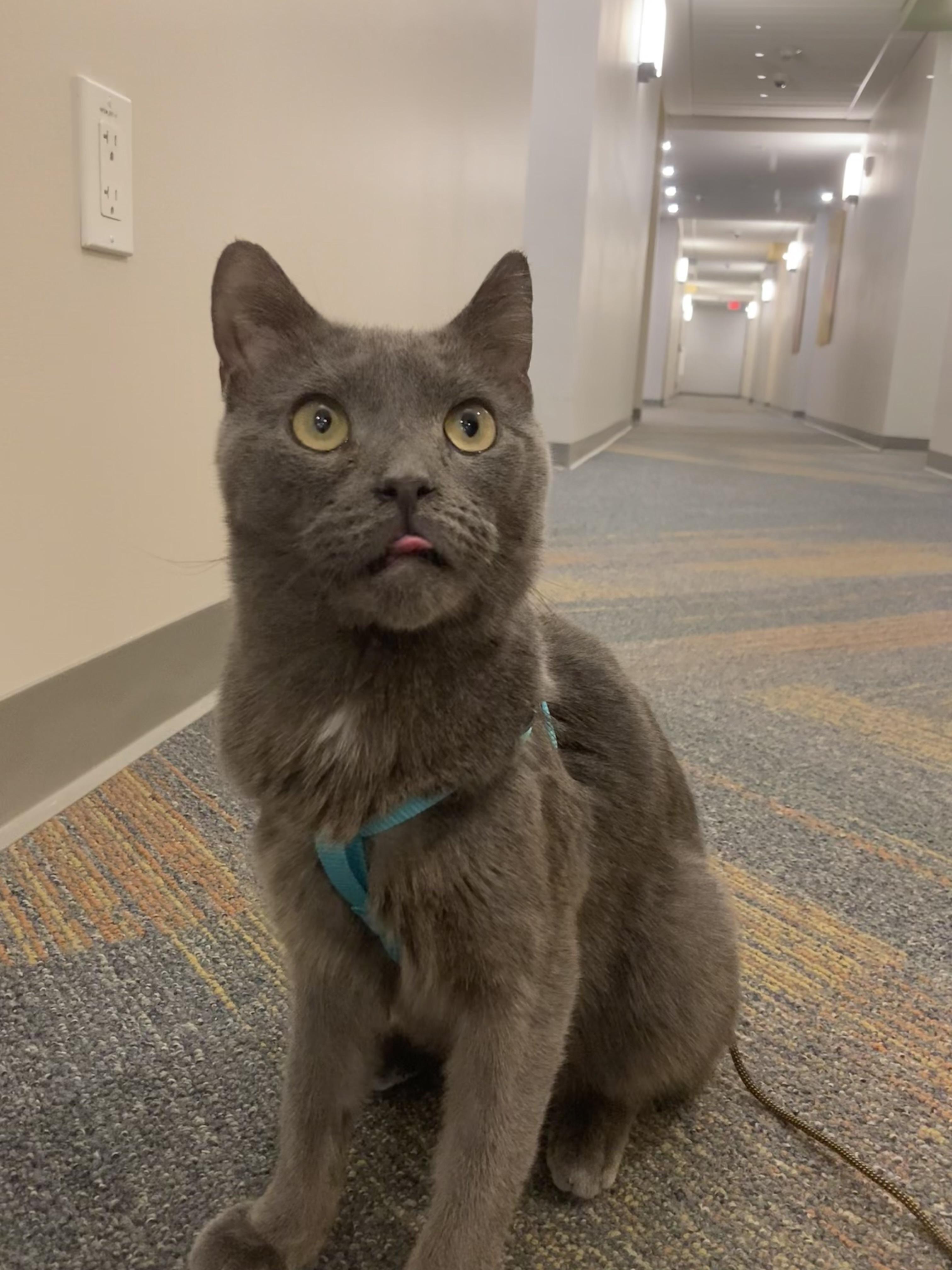 Magnus- the best boy!, ADOPTABLE, Senior Male Domestic Short Hair.