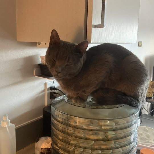 Enlarge Magnus- the best boy!, a ADOPTABLE Domestic Short Hair in Manchester, NH image 4/6