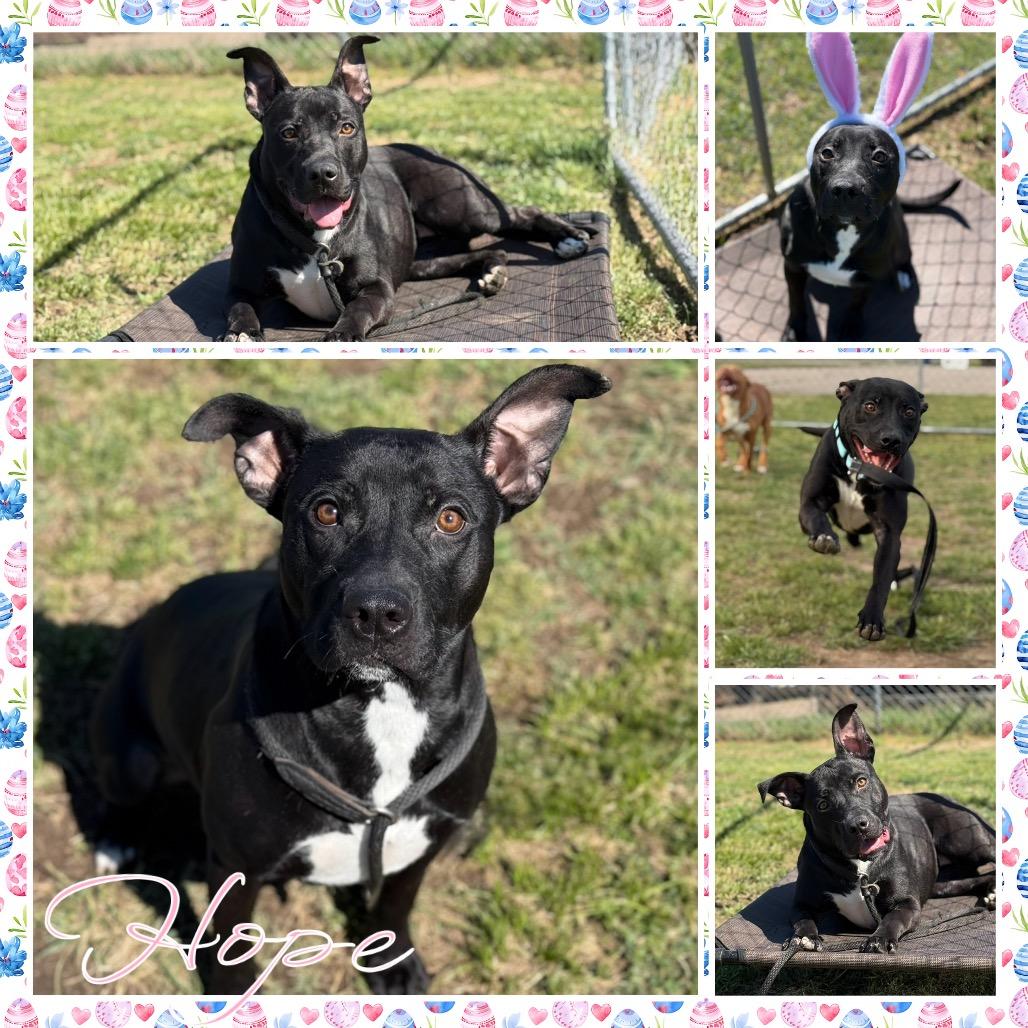 Hope, Adoptable, Adult Female Pit Bull Terrier & Labrador Retriever.