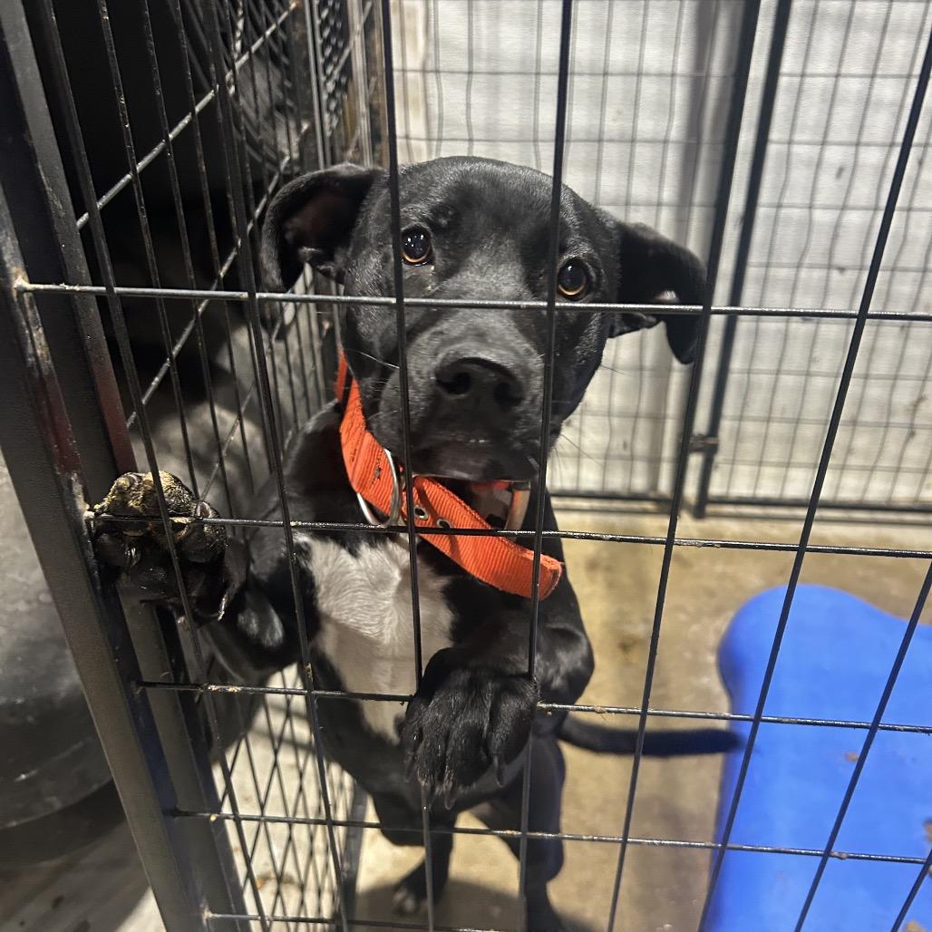 Hope, a Adoptable mixed breed in Fort Smith, AR image 2/2