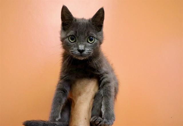 Enlarge CLOUD, a Adoptable Domestic Short Hair in San Luis Obispo, CA image 1/1