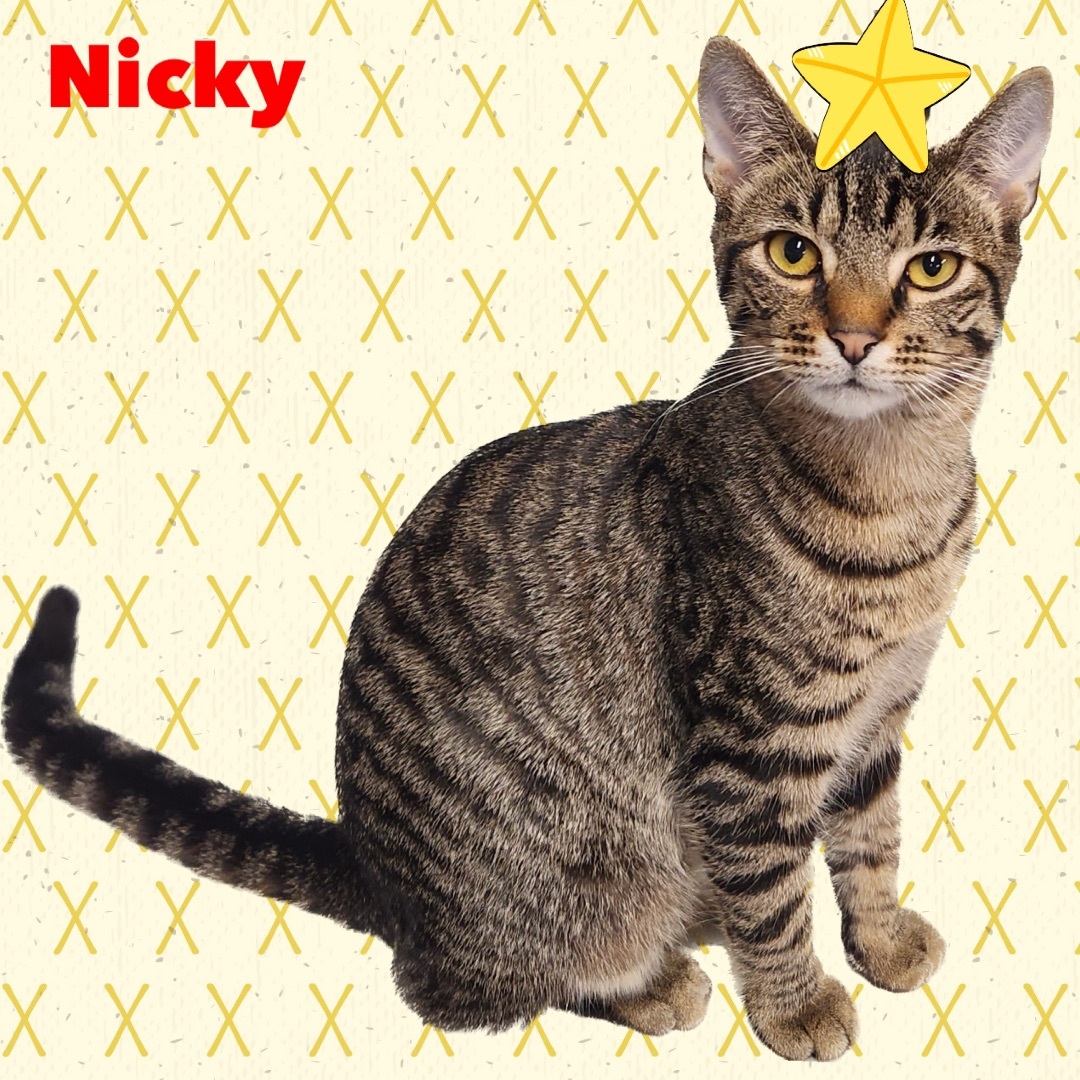 Nicholas (Nicky), a Adoptable mixed breed in Norfolk, VA image 1/2