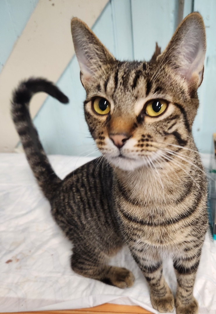 Nicholas (Nicky), a Adoptable mixed breed in Norfolk, VA image 2/2