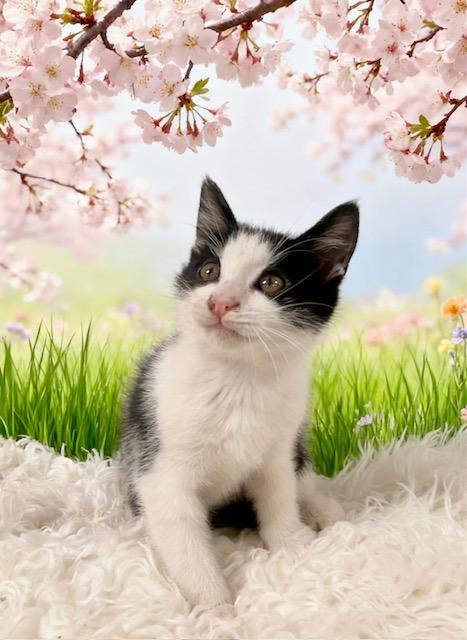 Enlarge Harold, a Adoptable Tuxedo in Tehachapi, CA image 1/1