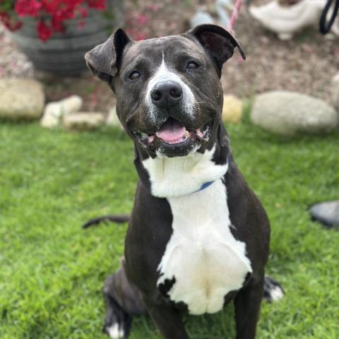 ALBERT, Adoptable, Senior Male Pit Bull Terrier.