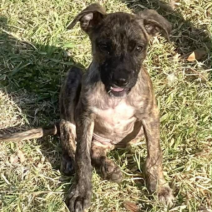 Gator, a Adoptable mixed breed in Fredericksburg, TX image 1/6