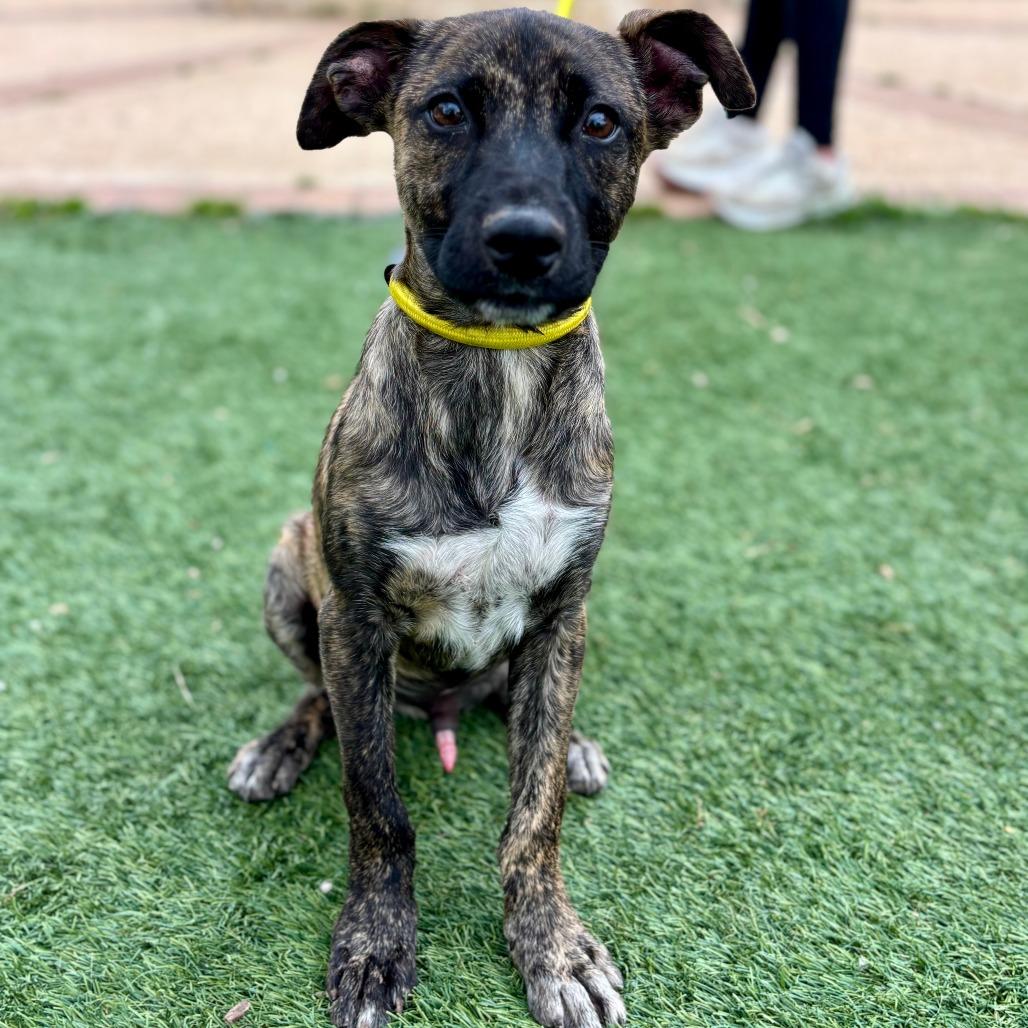 Gator, a Adoptable mixed breed in Fredericksburg, TX image 2/6