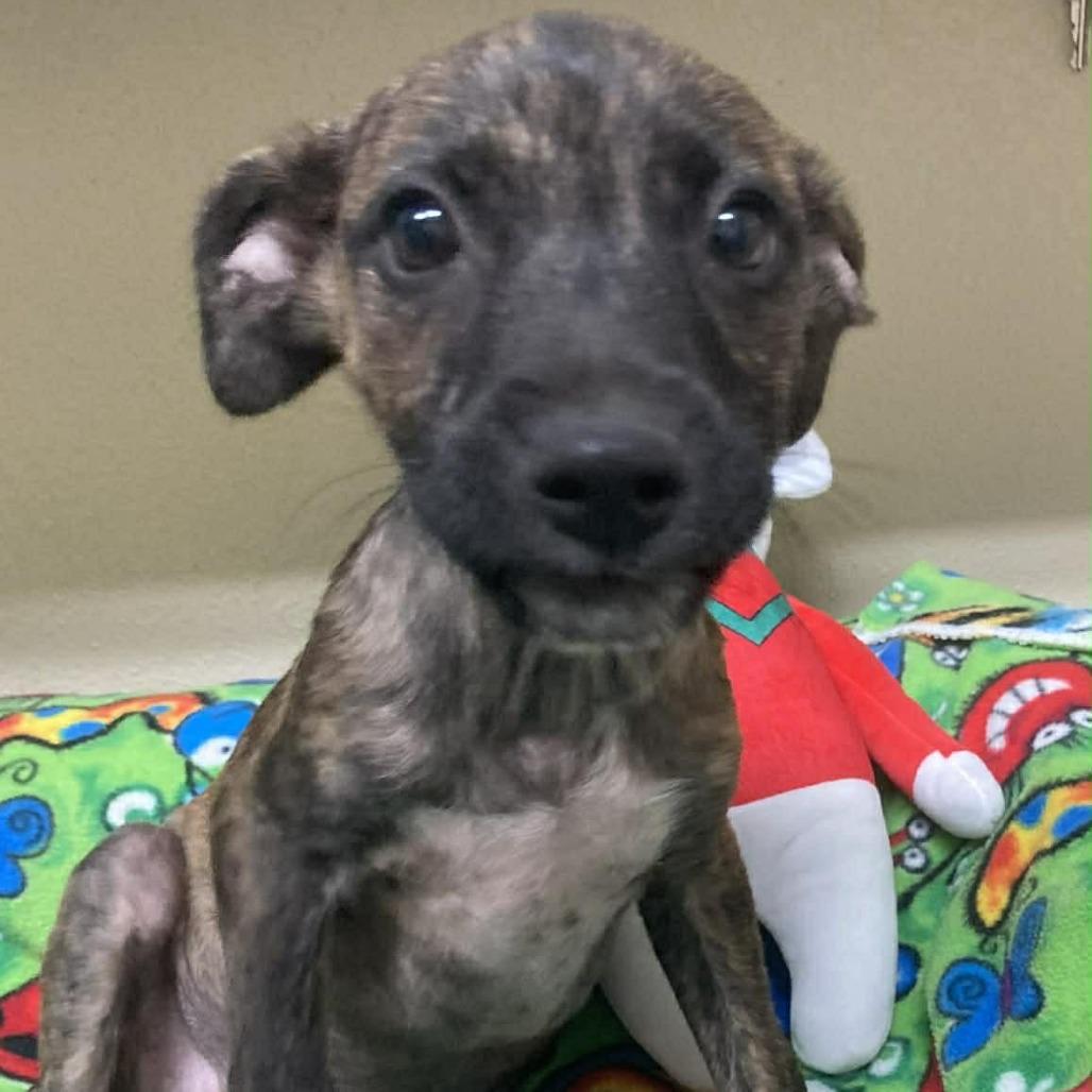 Gator, a Adoptable mixed breed in Fredericksburg, TX image 3/6