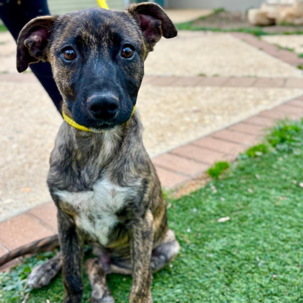 Gator, a Adoptable mixed breed in Fredericksburg, TX image 4/6