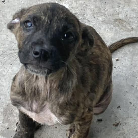 Gator, a Adoptable mixed breed in Fredericksburg, TX image 5/6