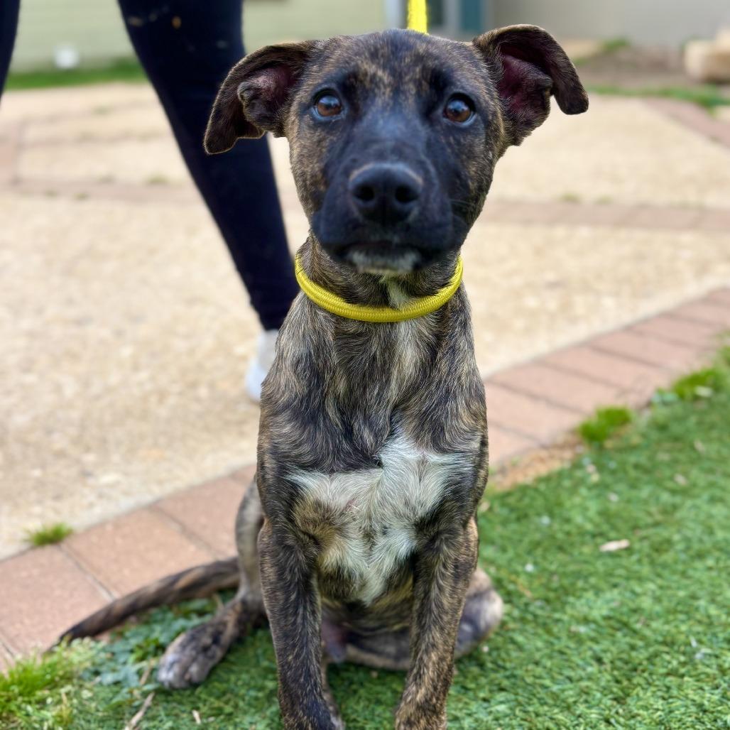 Gator, a Adoptable mixed breed in Fredericksburg, TX image 6/6