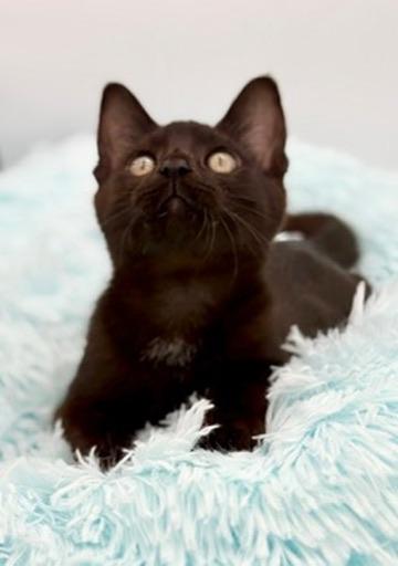 Diglett, a Adoptable mixed breed in Covington, LA image 6/6