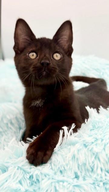 Diglett, a Adoptable mixed breed in Covington, LA image 4/6