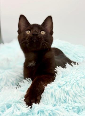 Diglett, a Adoptable mixed breed in Covington, LA image 3/6