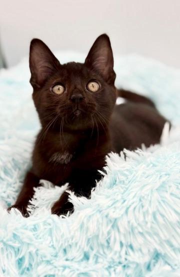 Diglett, a Adoptable mixed breed in Covington, LA image 5/6