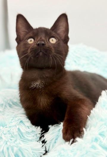 Diglett, a Adoptable mixed breed in Covington, LA image 1/6