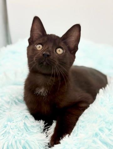 Diglett, a Adoptable mixed breed in Covington, LA image 2/6