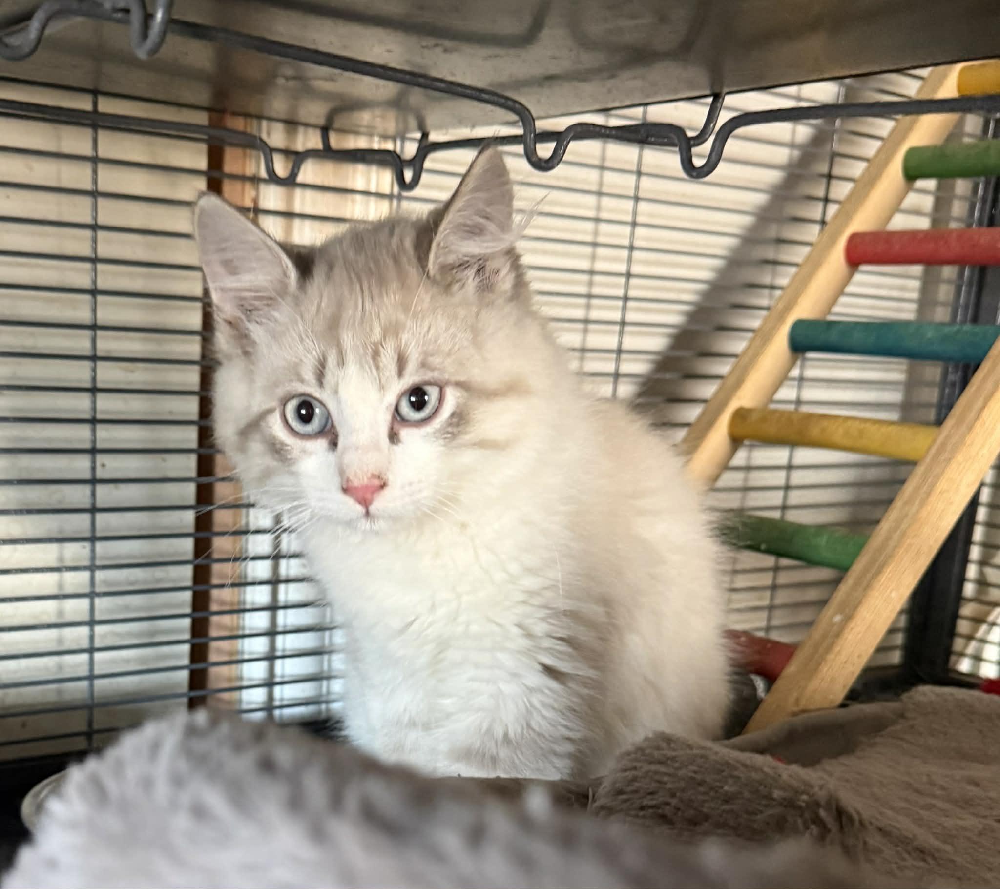 Enlarge Buckwheat, a ADOPTABLE mixed breed in Oklahoma City, OK image 1/1