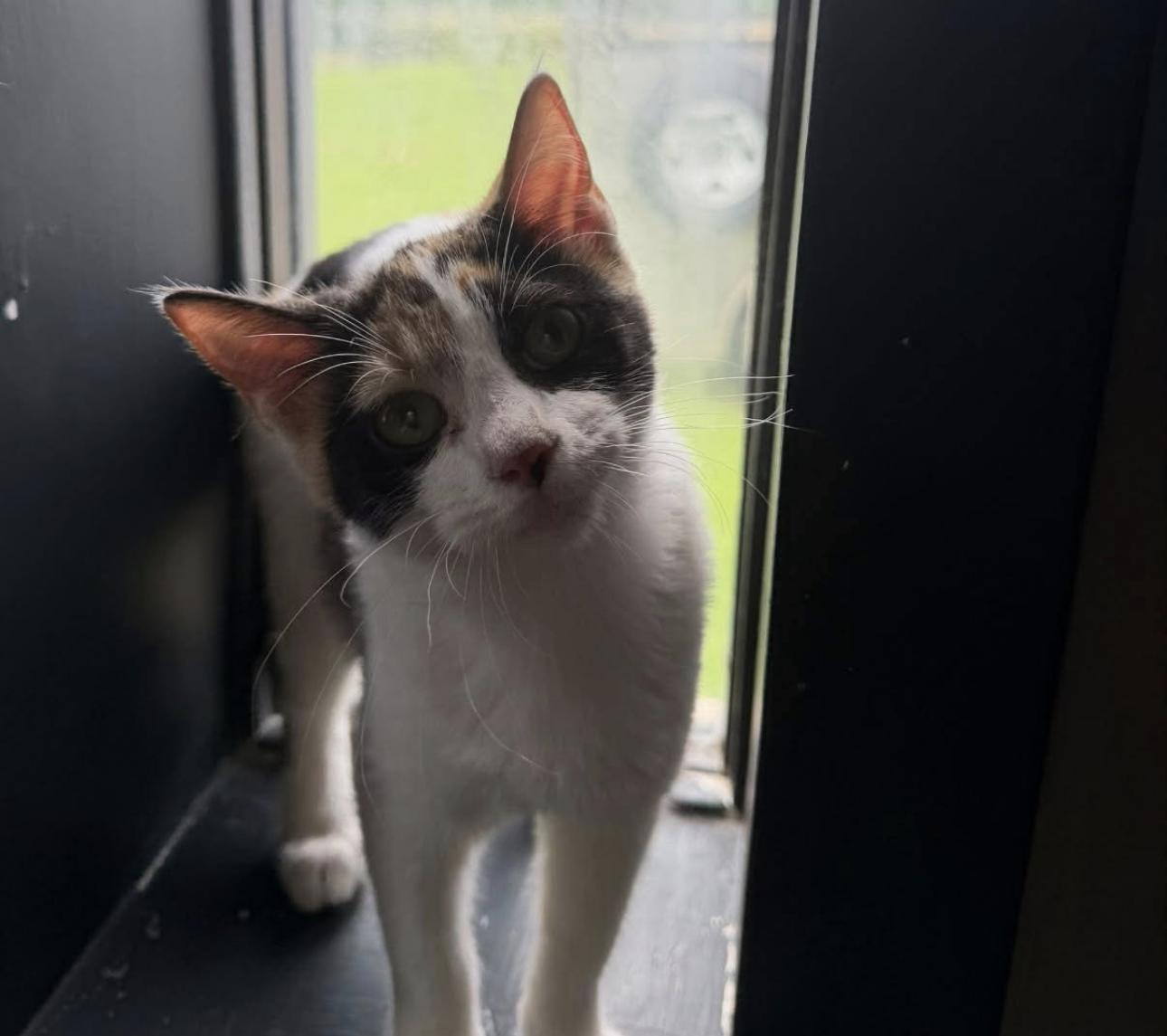 Cali, Adoptable, Young Female Calico.