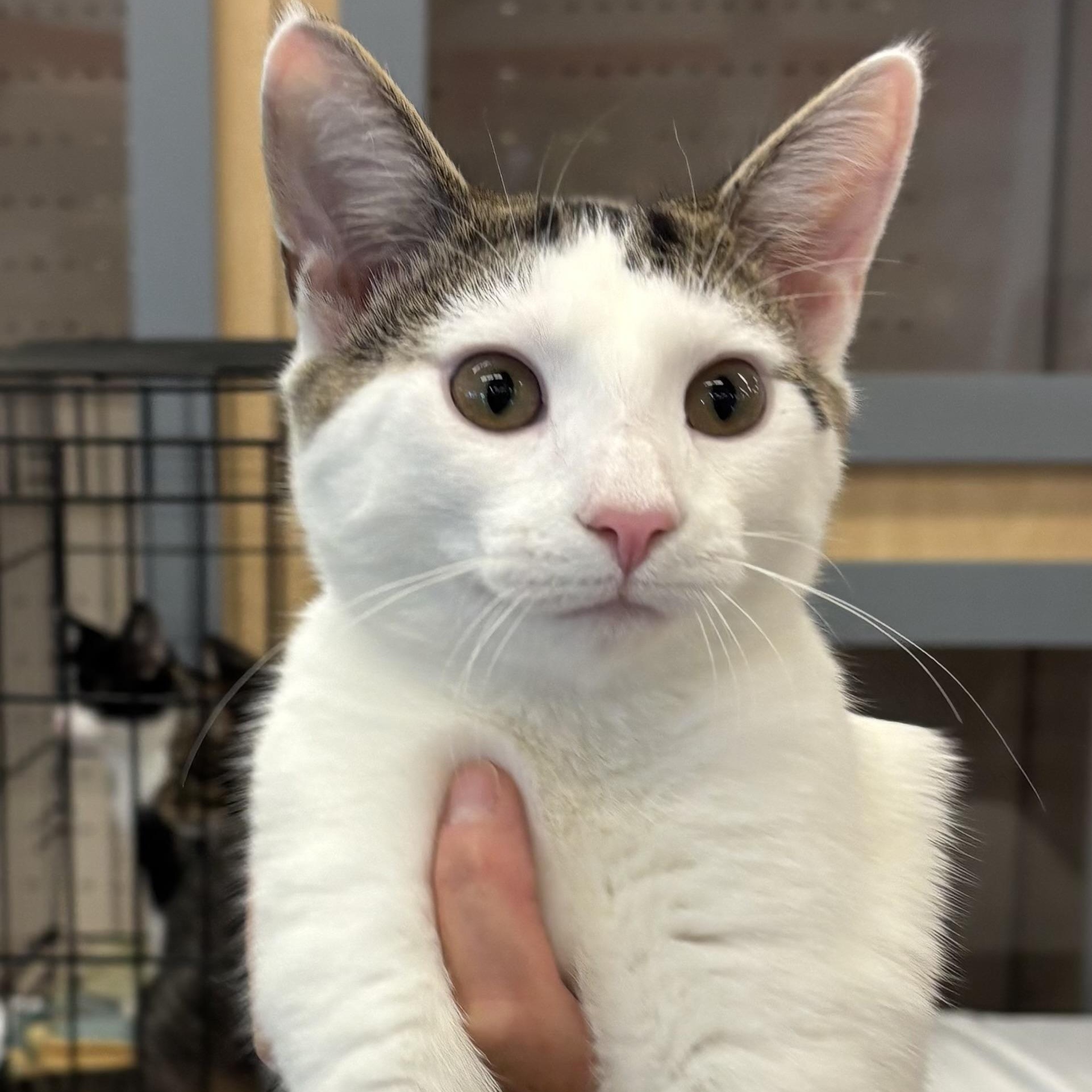 GARY, a Adoptable Domestic Short Hair image 1/6