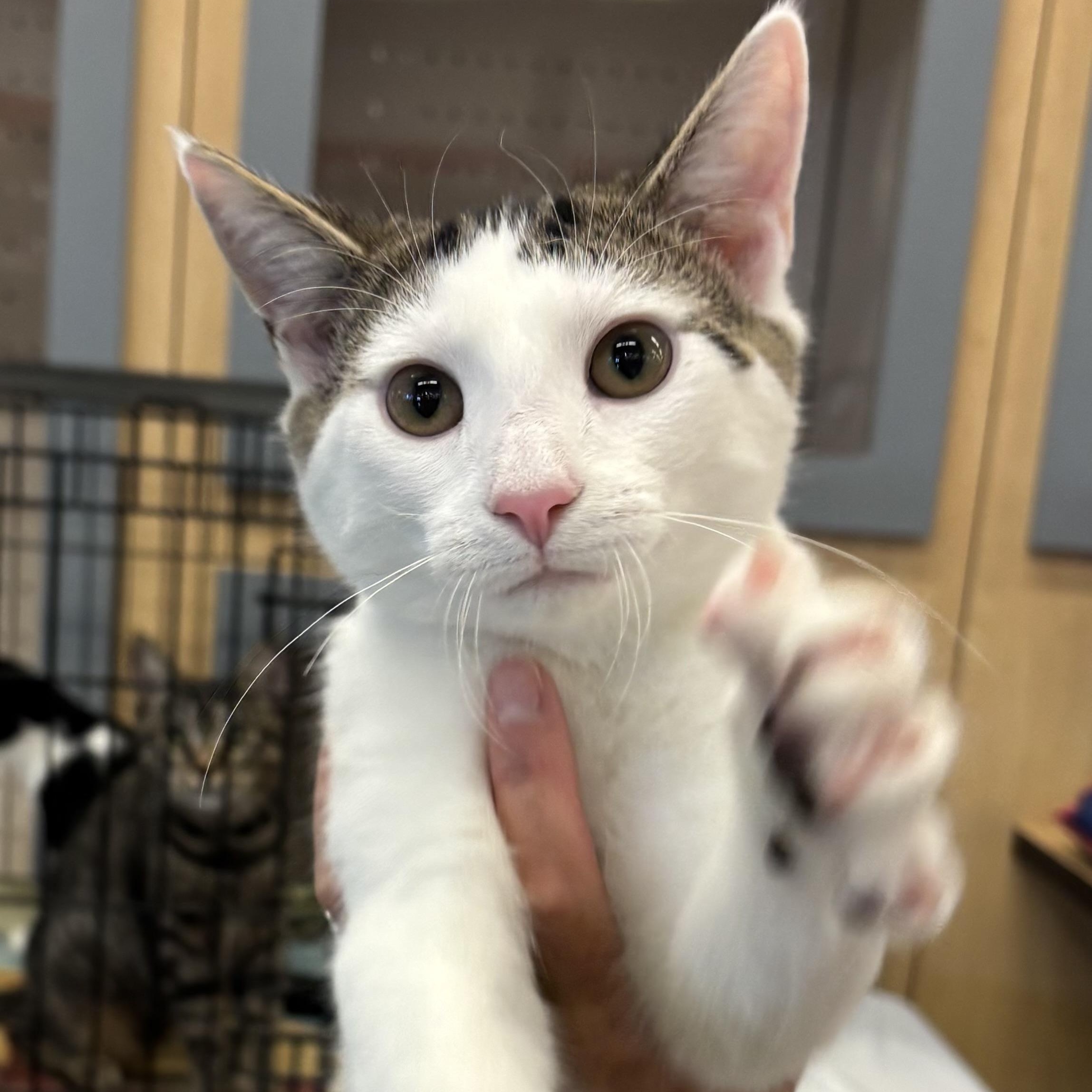 GARY, a Adoptable Domestic Short Hair image 2/6