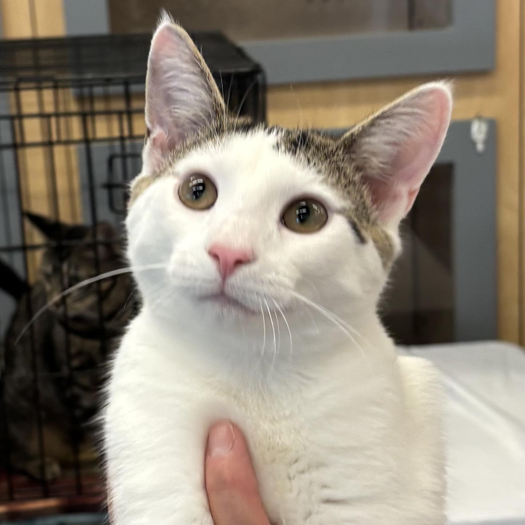 GARY, a Adoptable Domestic Short Hair image 3/6