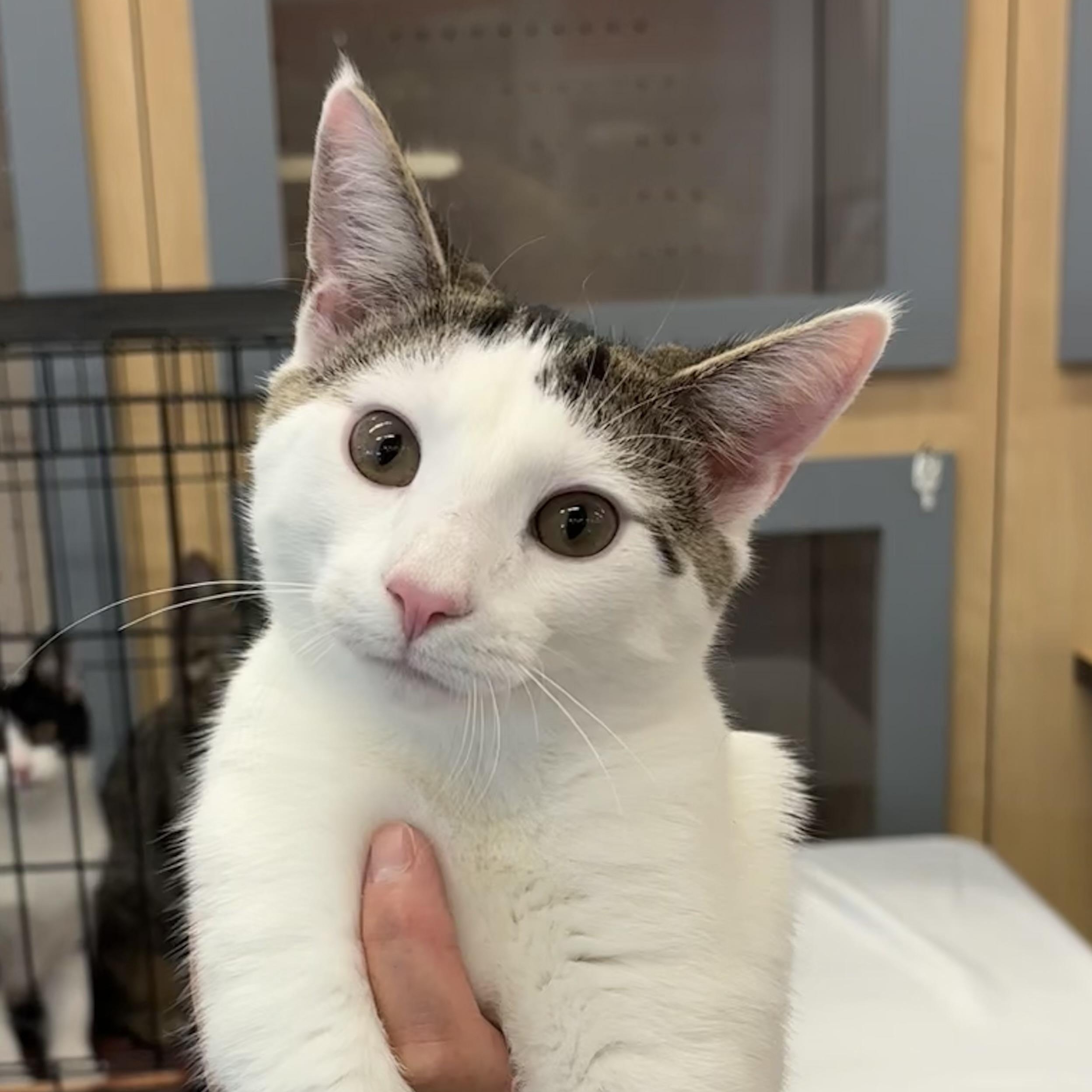 GARY, a Adoptable Domestic Short Hair image 4/6