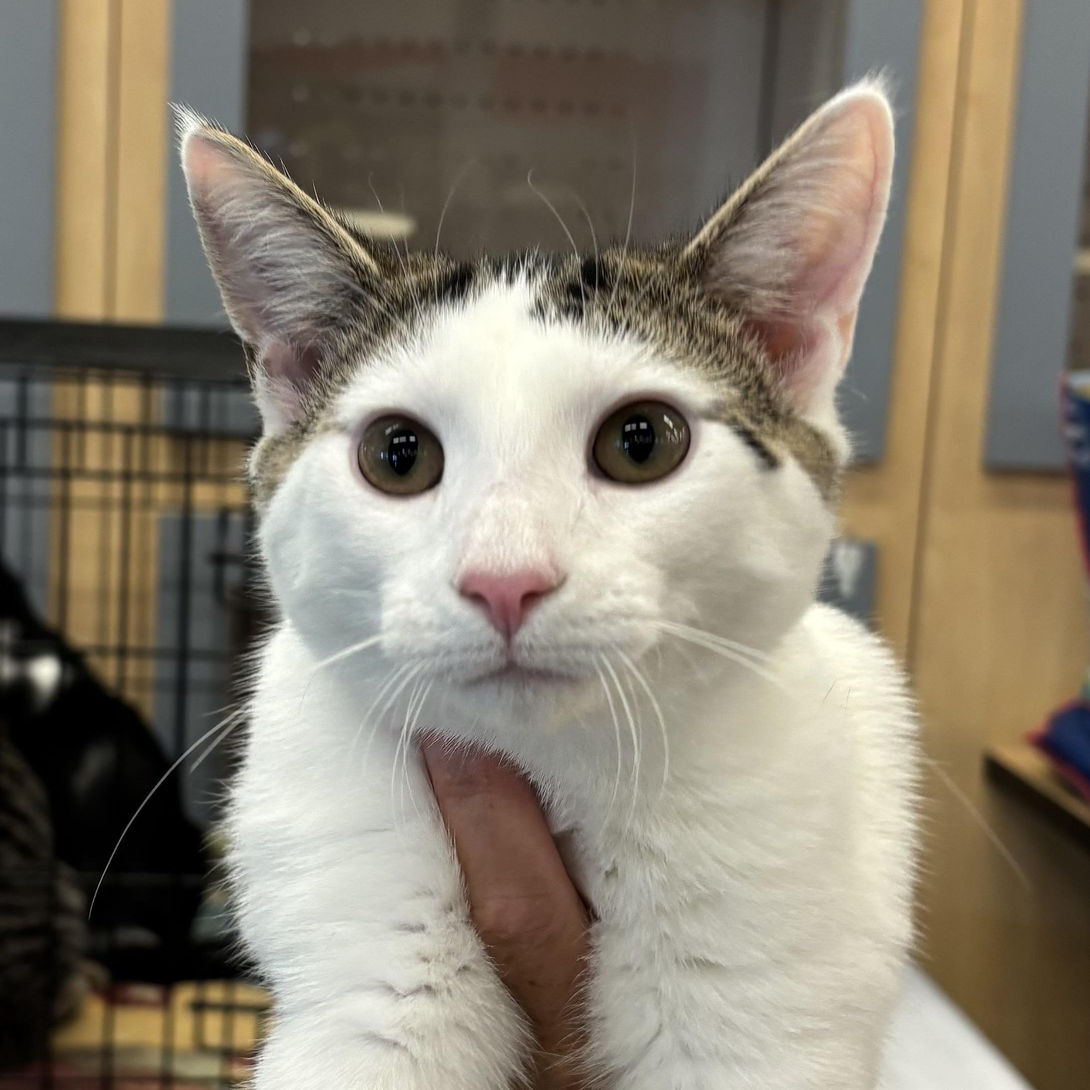 GARY, a Adoptable Domestic Short Hair image 5/6