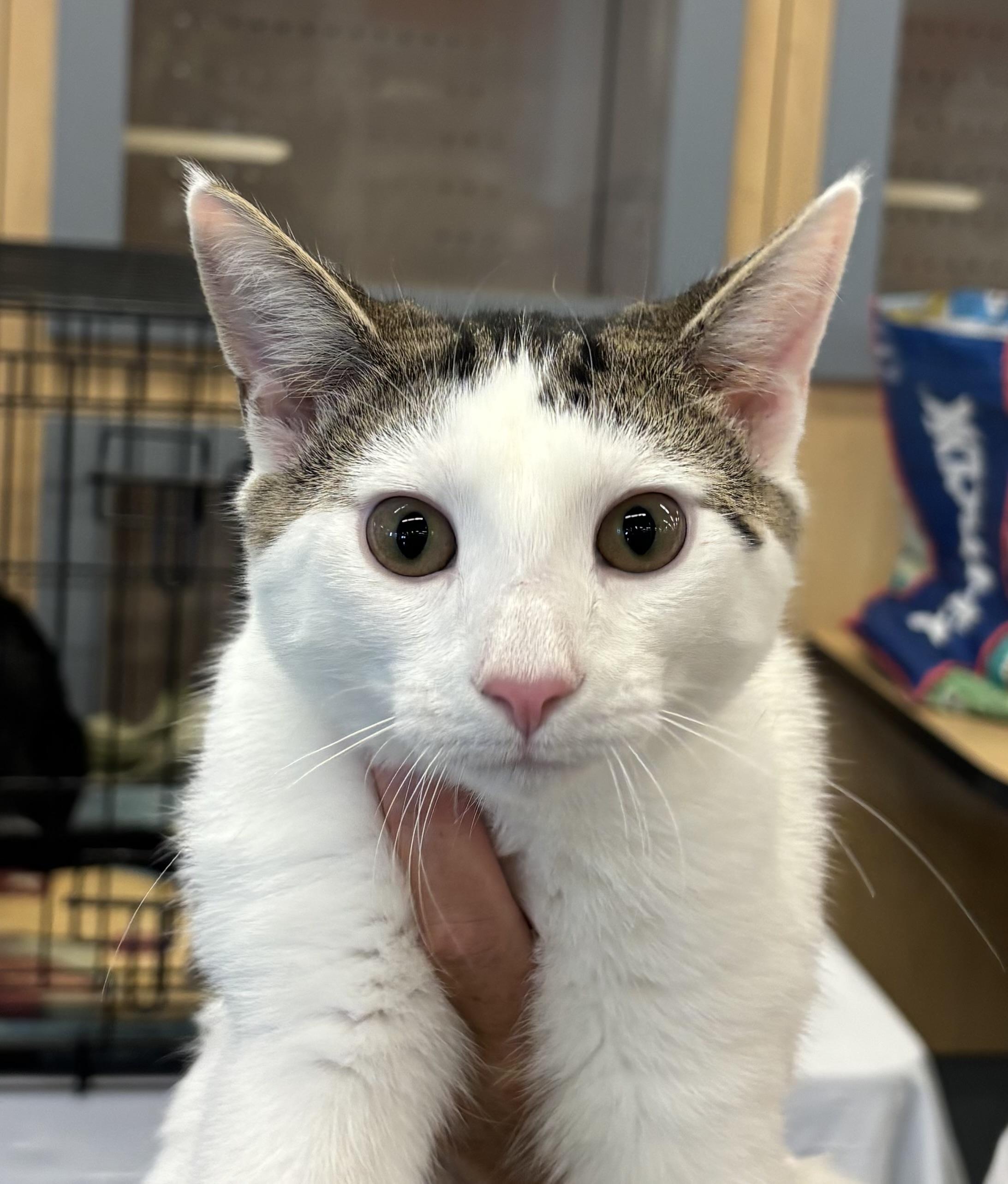 GARY, a Adoptable Domestic Short Hair image 6/6