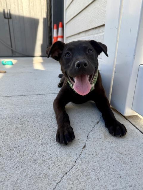 Goose - Fostered in Omaha, Adoptable, Puppy Male Labrador Retriever.