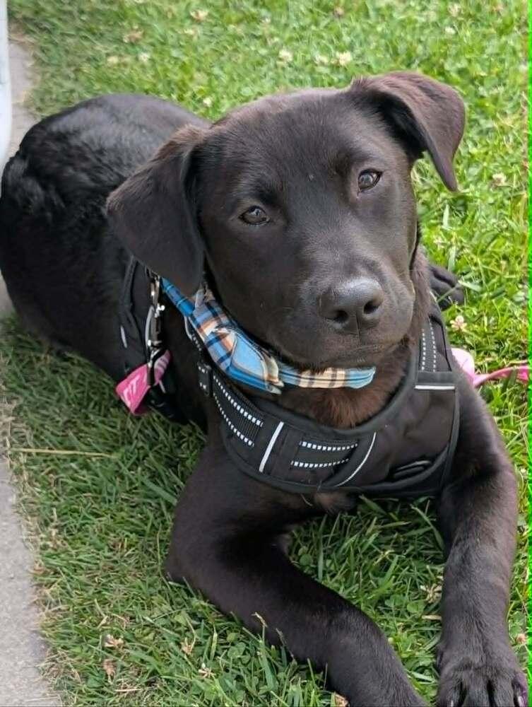Goose - Fostered in Omaha, a Adoptable mixed breed in Shawnee Mission, KS image 2/6