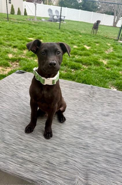 Enlarge Goose - Fostered in Omaha, a Adoptable mixed breed in Shawnee Mission, KS image 2/6